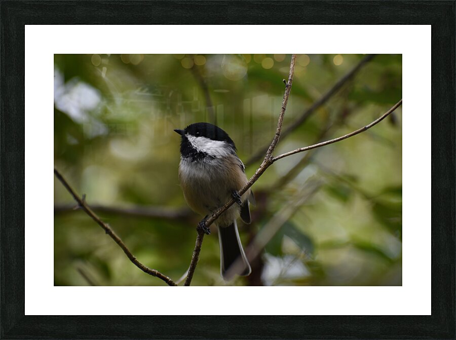 Chickadee 1 Picture Frame print