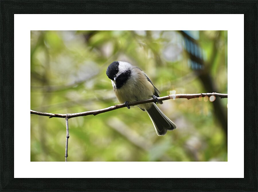 Chickadee 3 Picture Frame print