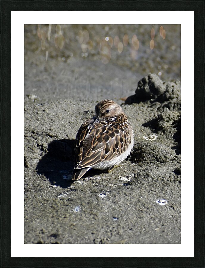 Resting Sandpiper Picture Frame print