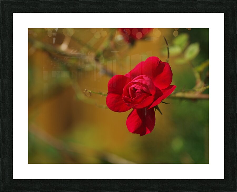 Rose Bud Blooming Picture Frame print