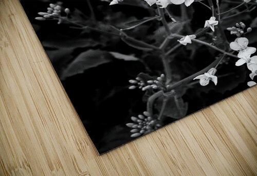 Canola Raspberry Rose Photos by Pip KImberley puzzle