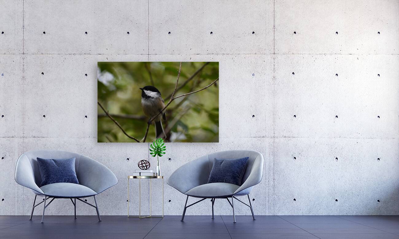 Chickadee 1 Reproduction