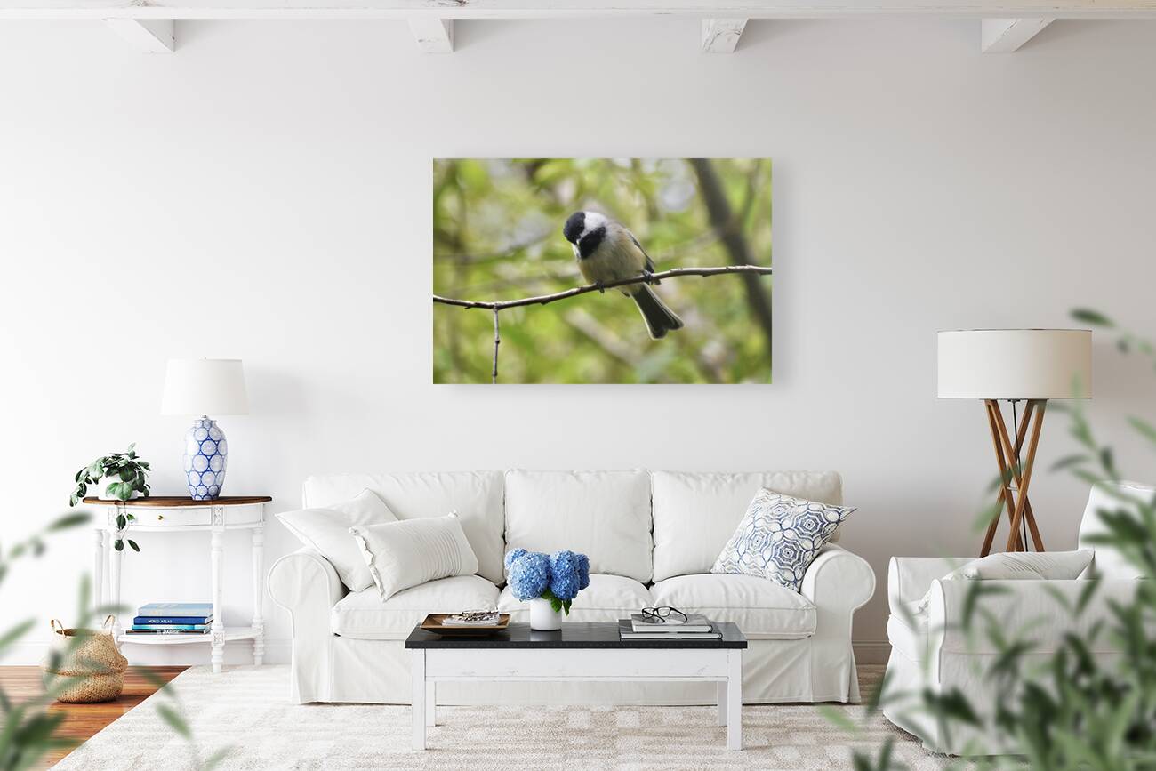 Chickadee 3 Reproduction