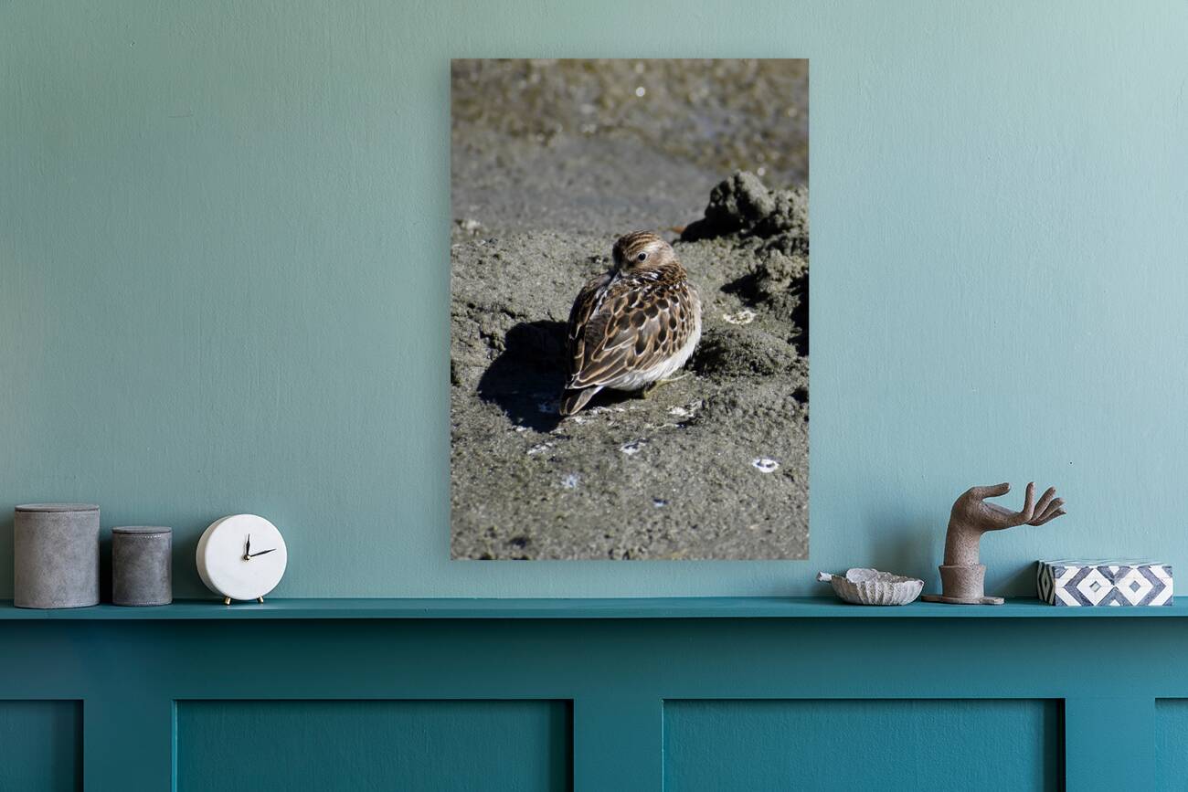Resting Sandpiper Reproduction