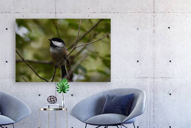Chickadee 1 by Raspberry Rose Photos by Pip KImberley