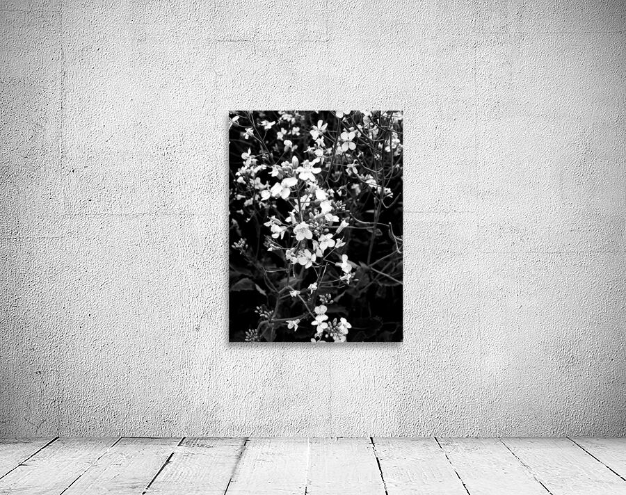 Canola Wall Preview