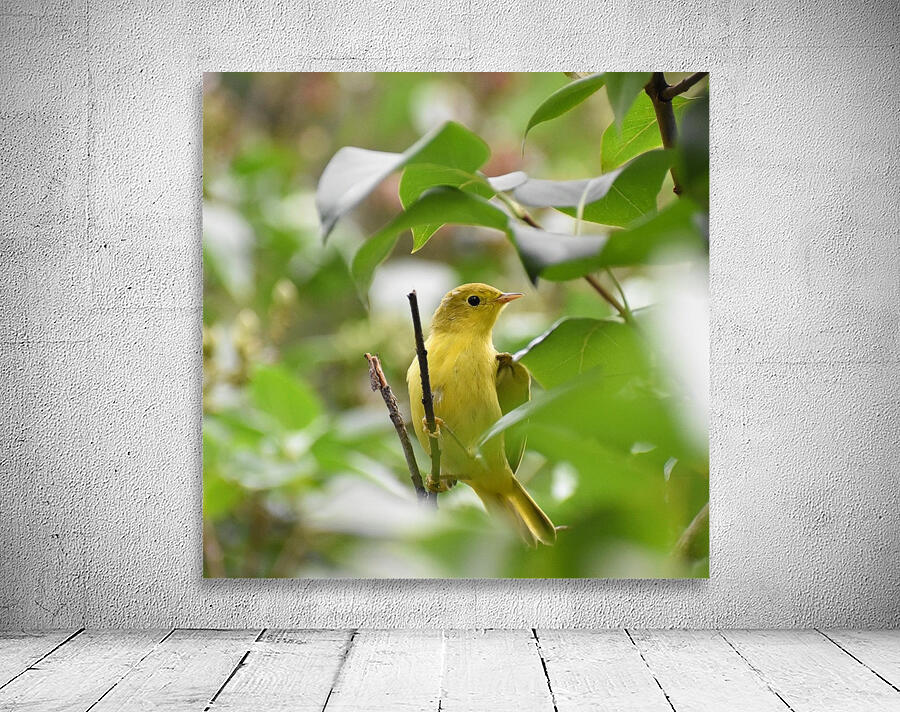 Yellow Warbler Wall Preview