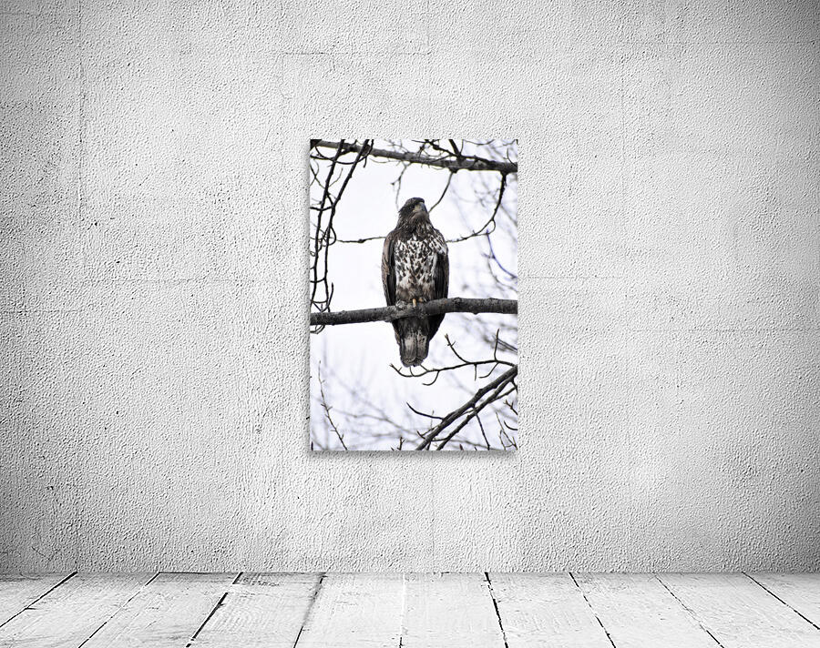 Eagle 2 Wall Preview
