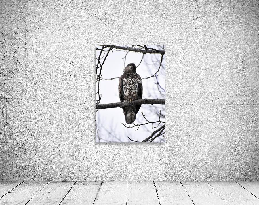 Eagle 3 Wall Preview