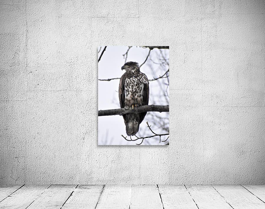 Eagle 1 Wall Preview