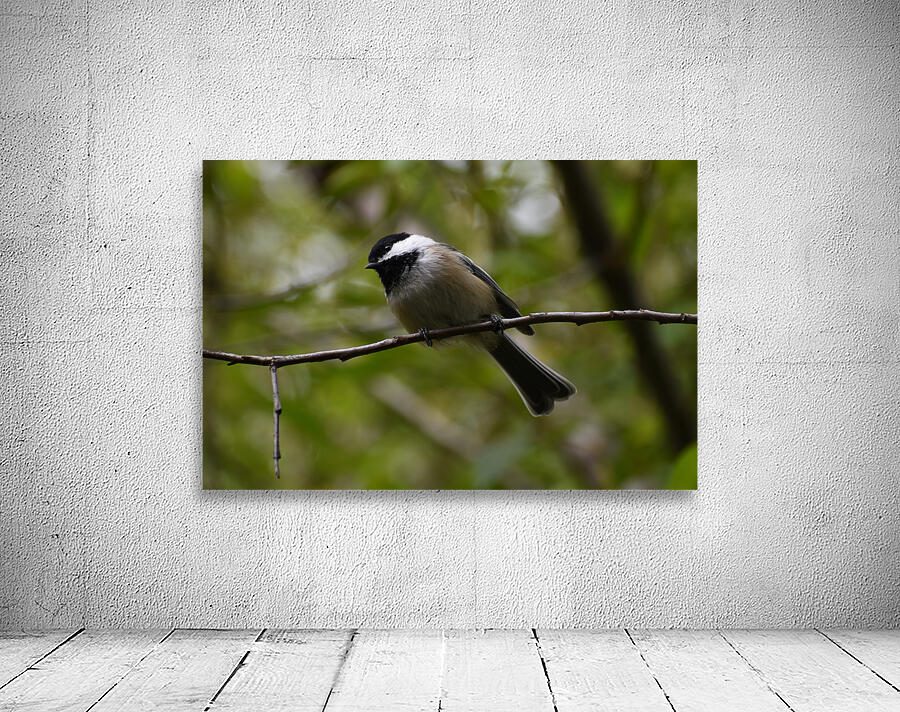 Chickadee 2 Wall Preview