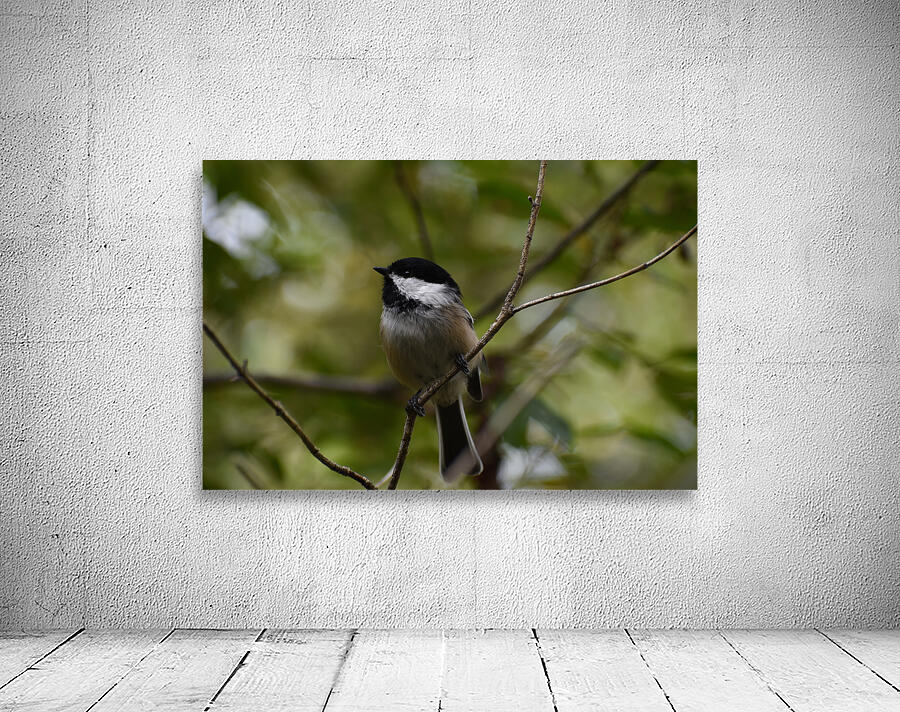 Chickadee 1 Wall Preview