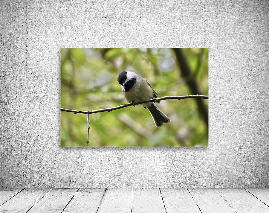Chickadee 3 Wall Preview