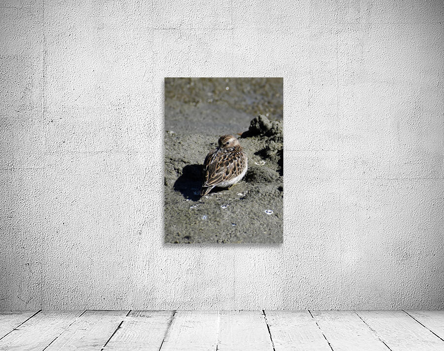 Resting Sandpiper Wall Preview