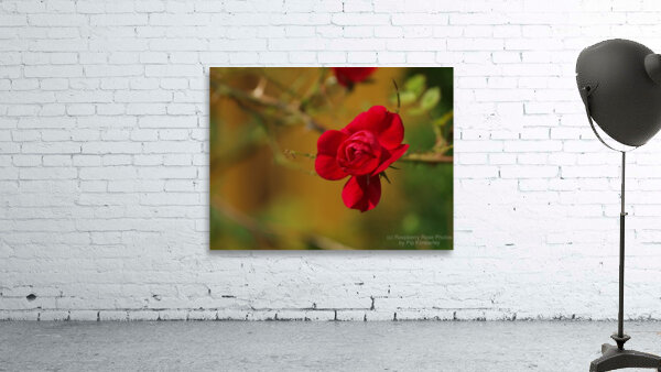 Rose Bud Blooming Wall Preview