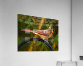 Juvenile Cardinal Acrylic Print