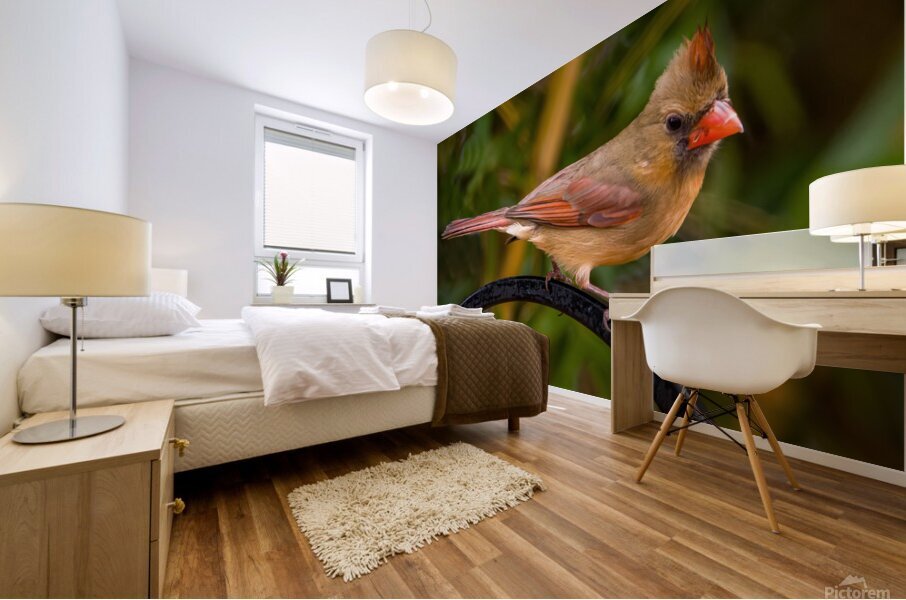 Juvenile Cardinal Mural print