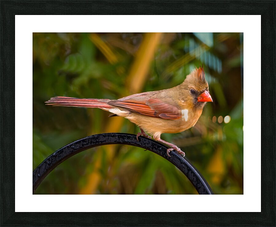 Juvenile Cardinal Picture Frame print