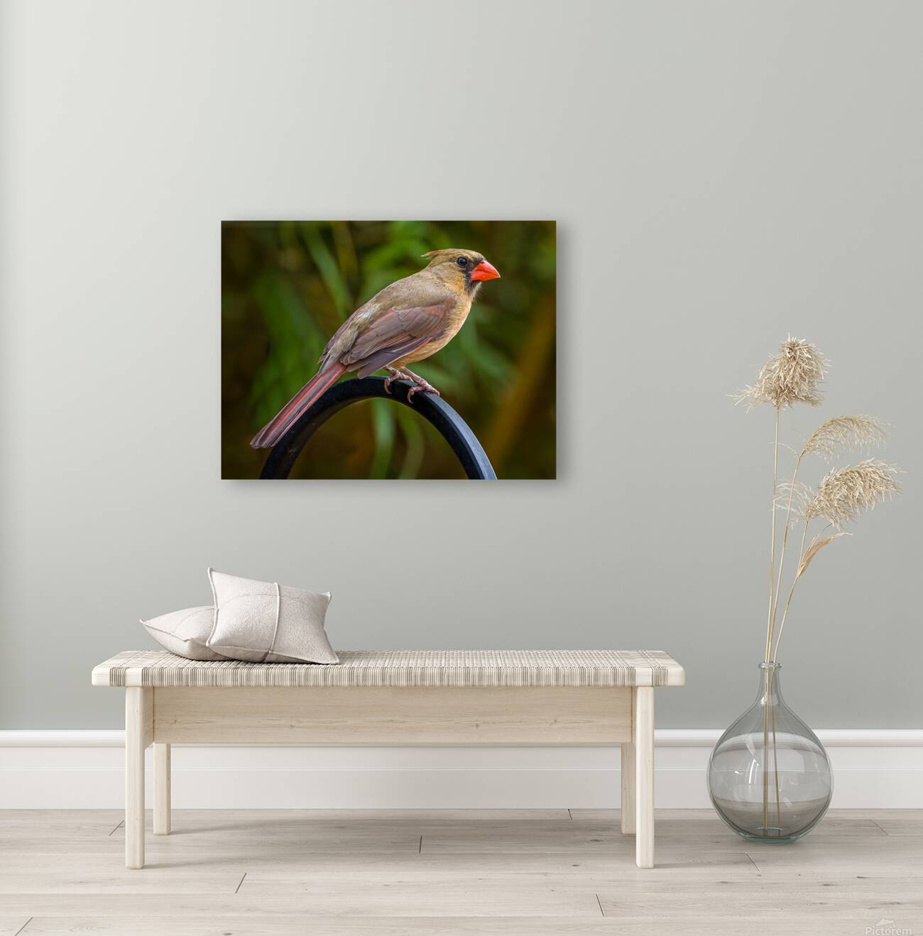 Female Cardinal Reproduction