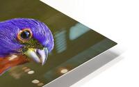 Painted Bunting HD Metal print