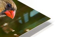 Female Cardinal HD Metal print