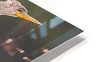 Anhinga 1 HD Metal print