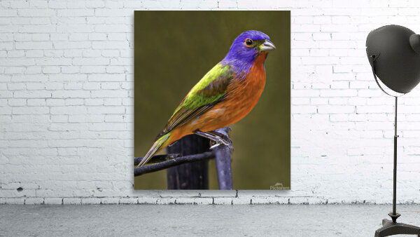 Painted Bunting Wall Preview