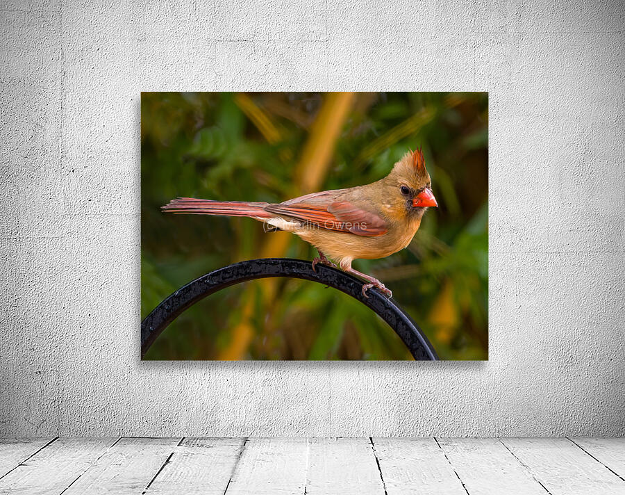 Juvenile Cardinal Wall Preview