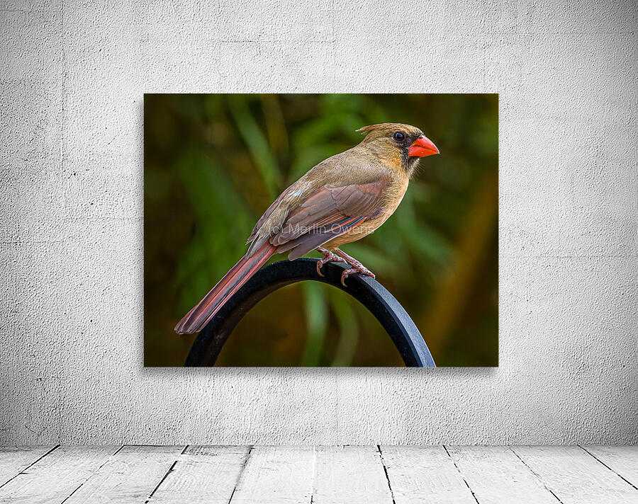 Female Cardinal Wall Preview