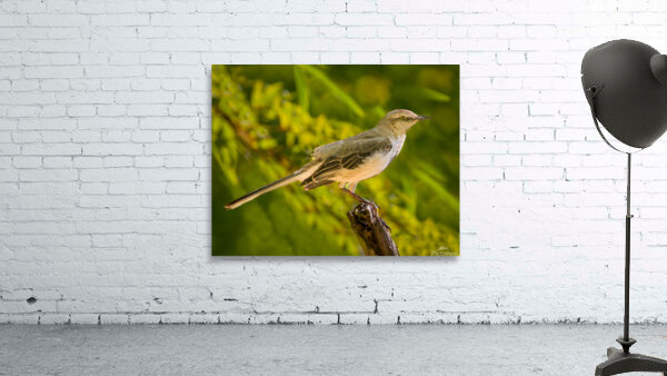 Nortern Mockingbird 1 Wall Preview