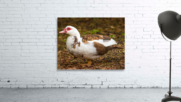 Muscovy Duck Wall Preview