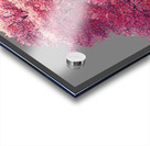 Cherry Tree Nature Acrylic print