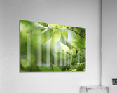 Leaves Tree Plant Acrylic Print