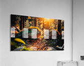 nature forest trees landscape Acrylic Print