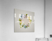 Hydrangea Flowers Flower Acrylic Print