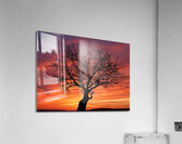 Sunset Tree Nature night Acrylic Print