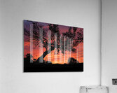 Sunset Tree Nature night  Acrylic Print