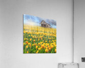Flowers Flower Acrylic Print