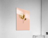 Wheat Oats Grain Acrylic Print