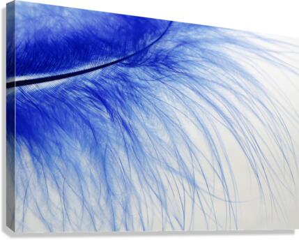 feather  blue  colored  slightly  Canvas Print