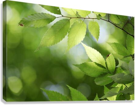 Leaves Tree Plant Canvas Print