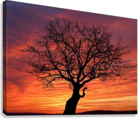 Sunset Tree Nature night Canvas Print