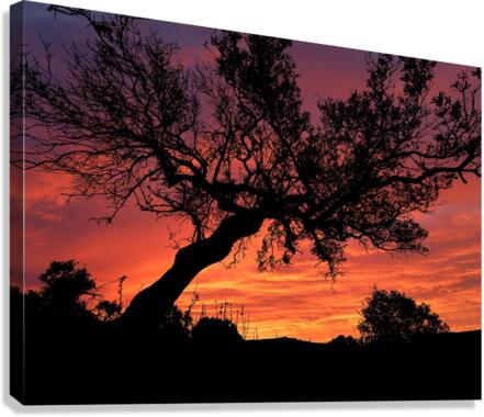 Sunset Tree Nature night  Canvas Print