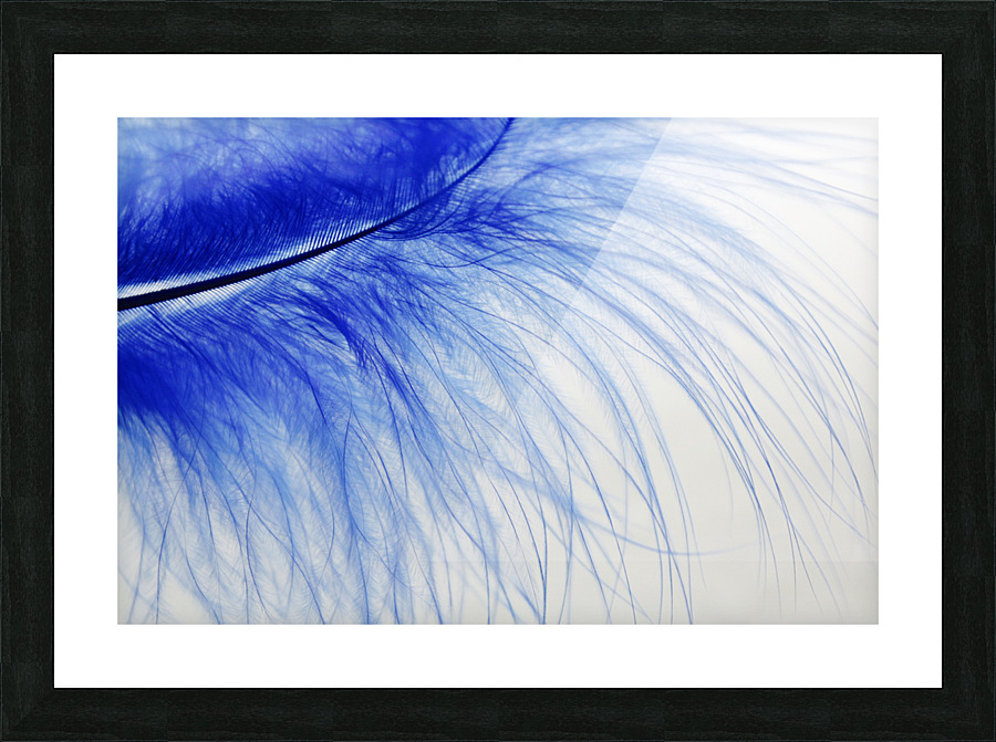 feather  blue  colored  slightly  Picture Frame print