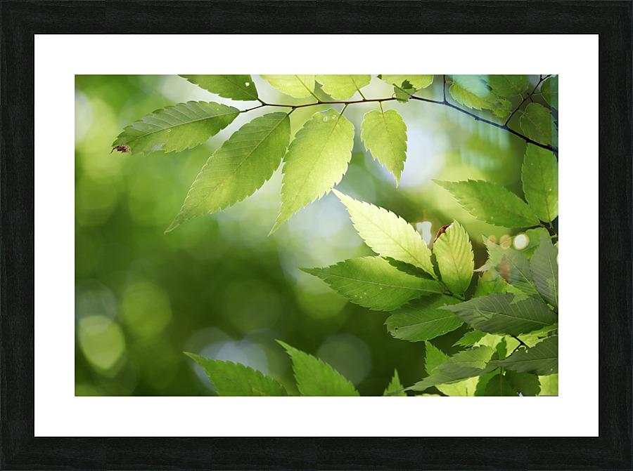 Leaves Tree Plant Picture Frame print