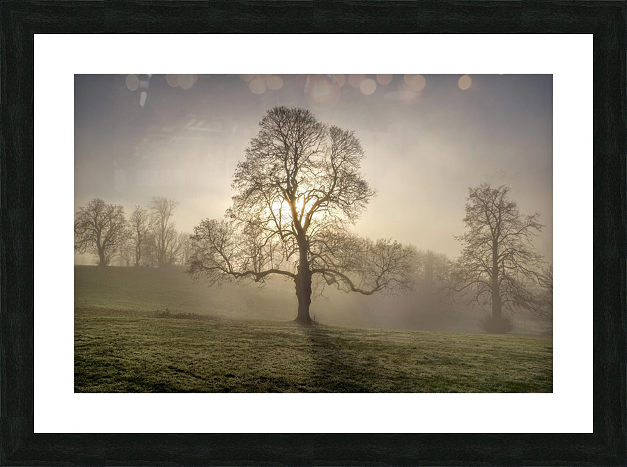 Tree forest  nature Picture Frame print