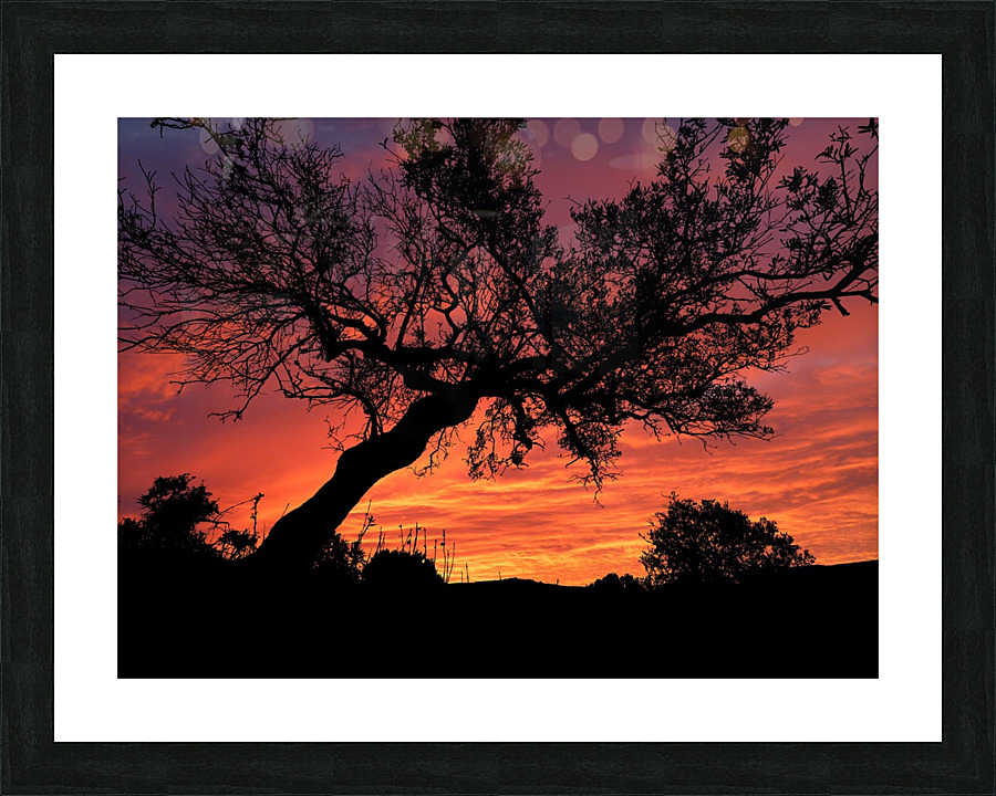 Sunset Tree Nature night  Picture Frame print