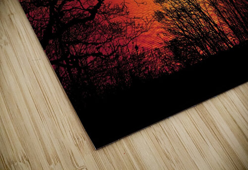 Sunset Forest Trees  night Ned Bezou puzzle