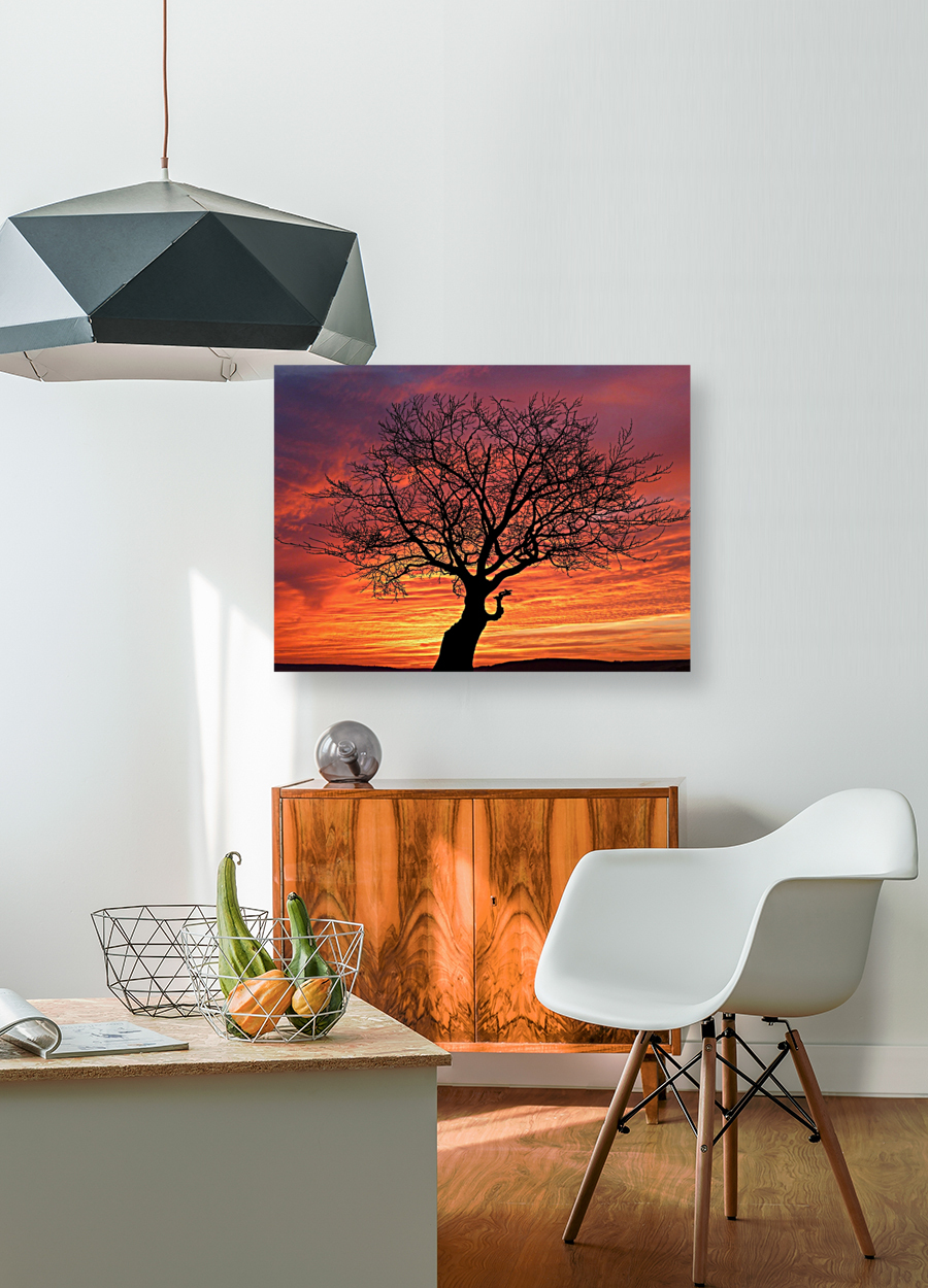 Sunset Tree Nature night Reproduction