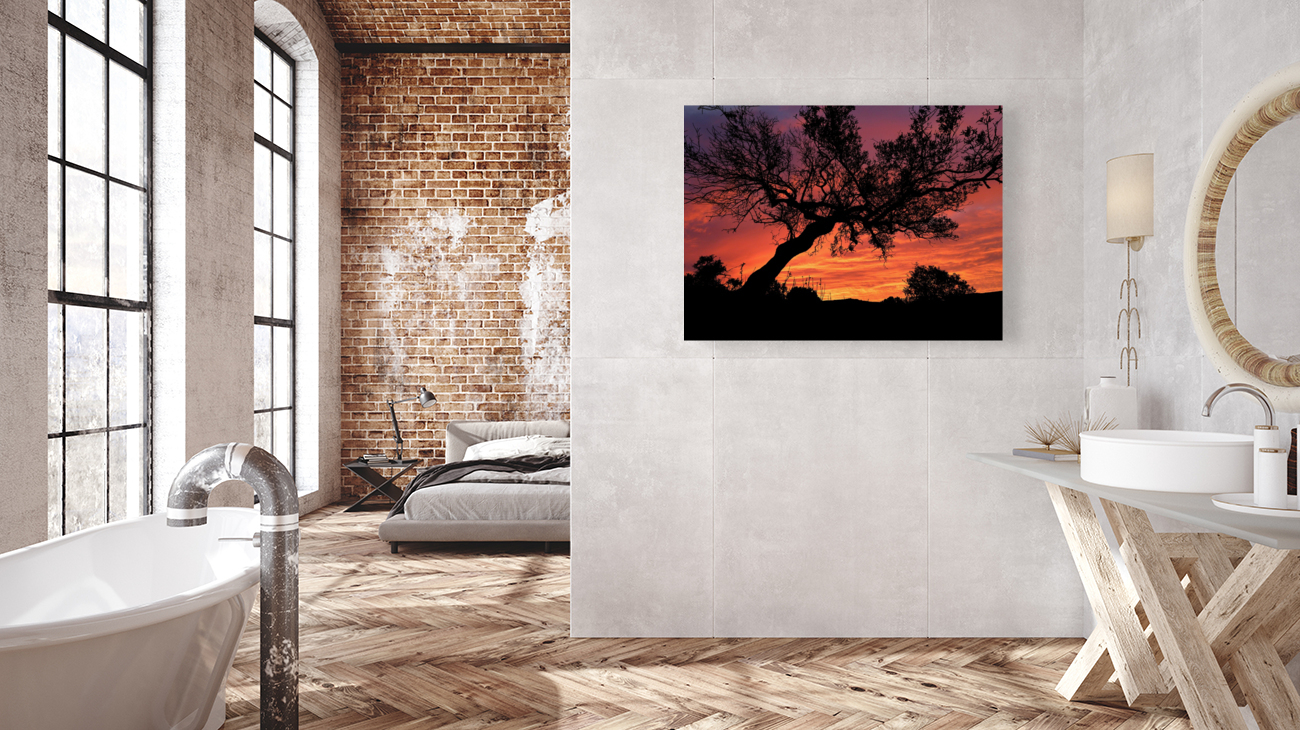 Sunset Tree Nature night  Reproduction